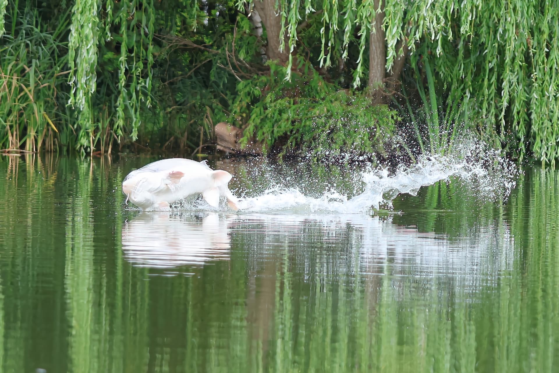 Sturgeon breaking the water surface at Poppelsøen