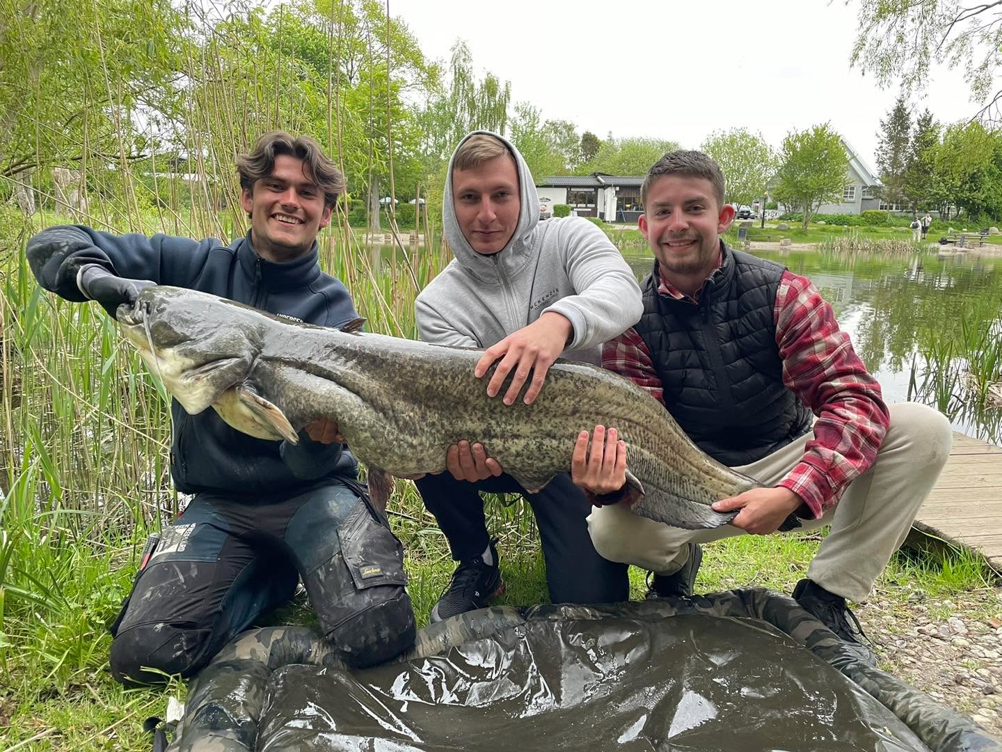 Three anglers with a large European catfish at Poppelsøen
