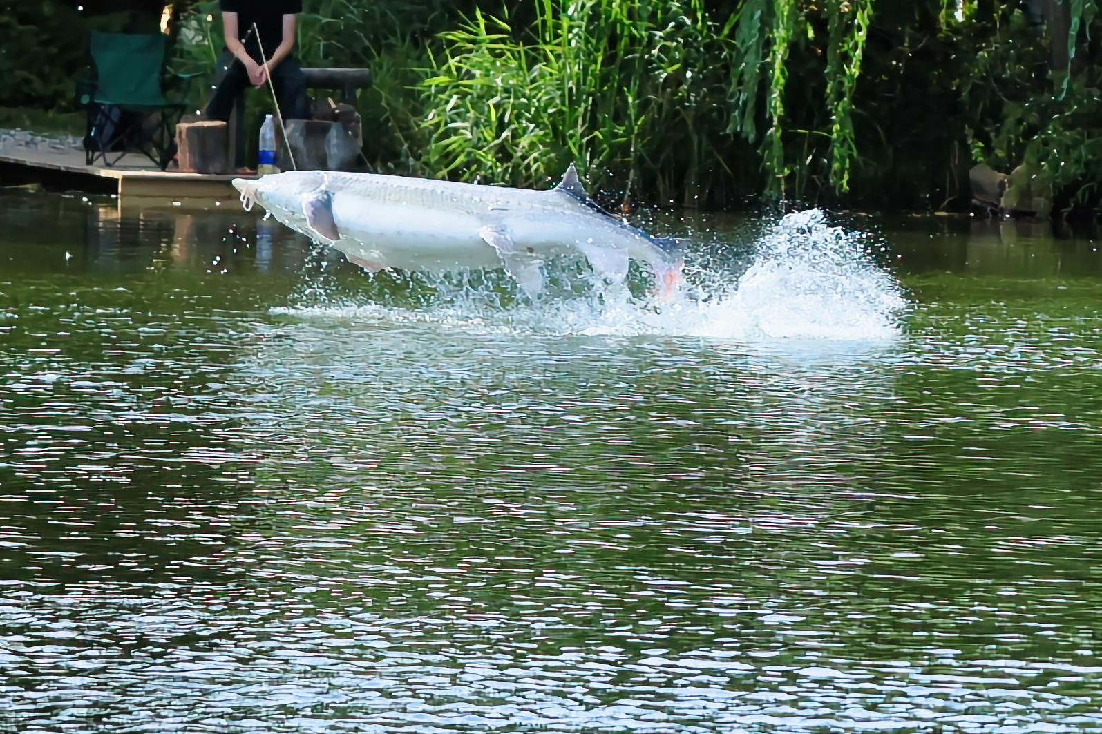 Sturgeon jumping at Poppelsøen