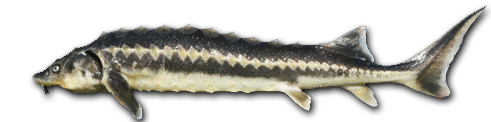 Diamantstør