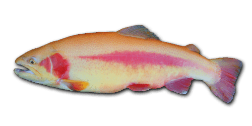 Guldørred